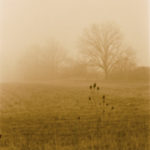 Foggy Day #1 (ttv photo) by Jodi Hersh