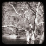 Tree - Toccoa River (ttv photo) by Jodi Hersh